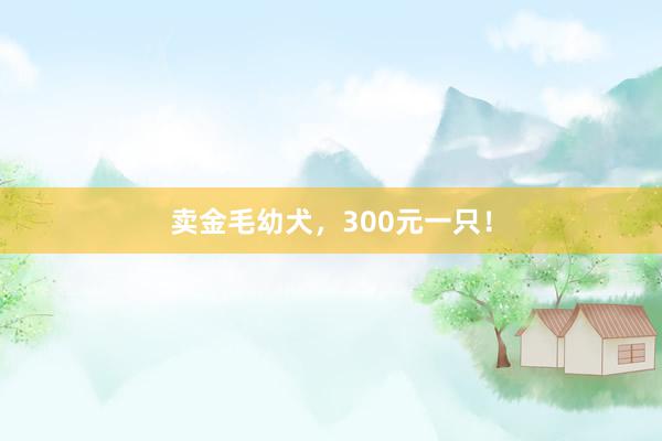 卖金毛幼犬，300元一只！